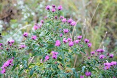 Vernonia baldwinii