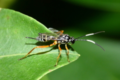 Baryceros texanus