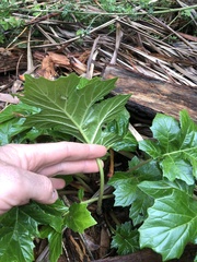 Acanthus mollis