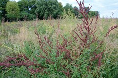 Amaranthus tuberculatus