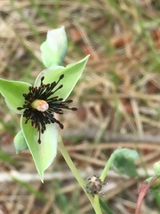 Tuberaria globulariifolia