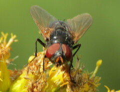 Oestroidea