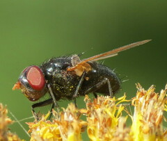 Oestroidea