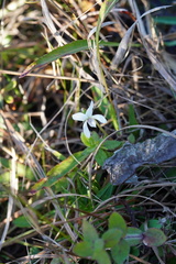 Viola vittata
