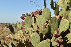 Opuntia megapotamica