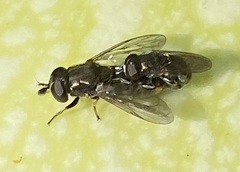 Eumerus