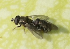 Eumerus