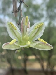 Albuca virens