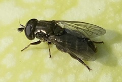 Eumerus