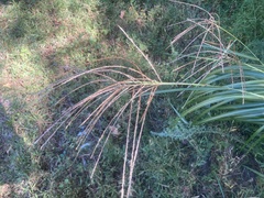 Miscanthus sinensis