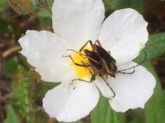 Leucocistus