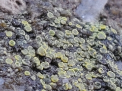 Myriolecis semipallida