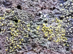 Myriolecis semipallida