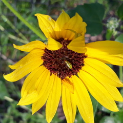 Diabrotica balteata