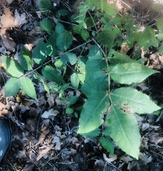 Zanthoxylum clava-herculis