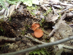 Scutellinia fujianensis
