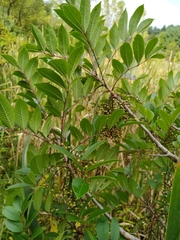 Toxicodendron vernix