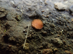 Scutellinia fujianensis