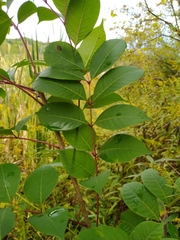 Toxicodendron vernix