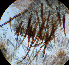 Scutellinia fujianensis