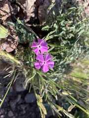 Phlox nana