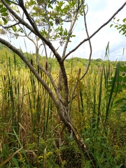 Toxicodendron vernix