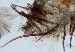 Scutellinia fujianensis