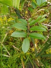 Toxicodendron vernix
