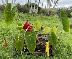 Anthurium andraeanum