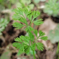 Cyclospermum leptophyllum