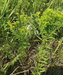 Euthamia leptocephala