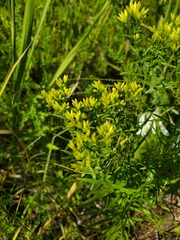 Euthamia leptocephala