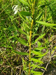 Euthamia leptocephala