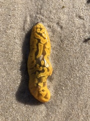 Botrylloides perspicuus
