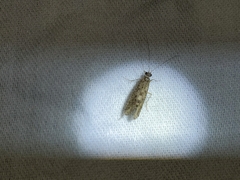 Polycentropodidae