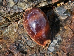 Lyncina vitellus