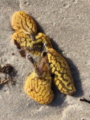 Botrylloides perspicuus