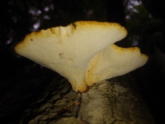 Cerioporus squamosus