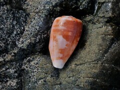 Conus anemone