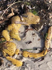 Botrylloides perspicuus