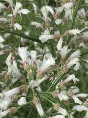 Baccharis neglecta