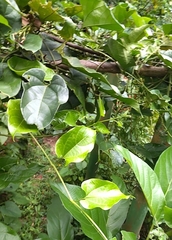 Aristolochia acuminata