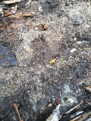 Zootermopsis nevadensis