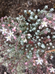 Sedum brevifolium
