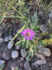 Glandularia wrightii