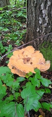 Laetiporus cincinnatus