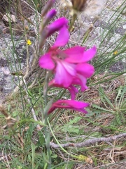 Gladiolus communis