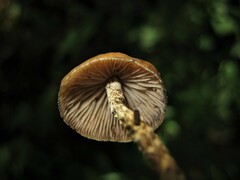 Psilocybe zapotecorum