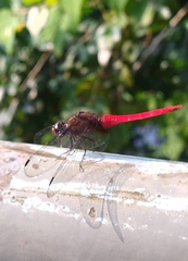 Orthetrum chrysis