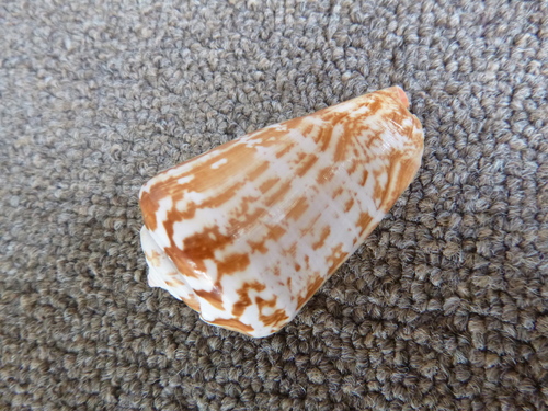 Conomurex luhuanus